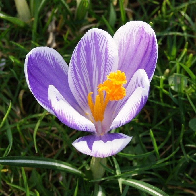 Crocus  King of Striped - ORG