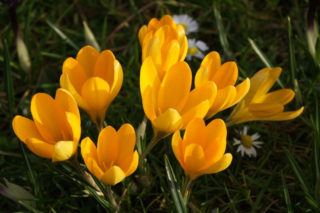 Crocus Golden Yellow - ORG