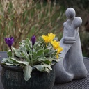 Crocus flavus Golden Yellow - BIO