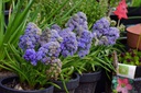 Muscari Fantasy Creation - BIO