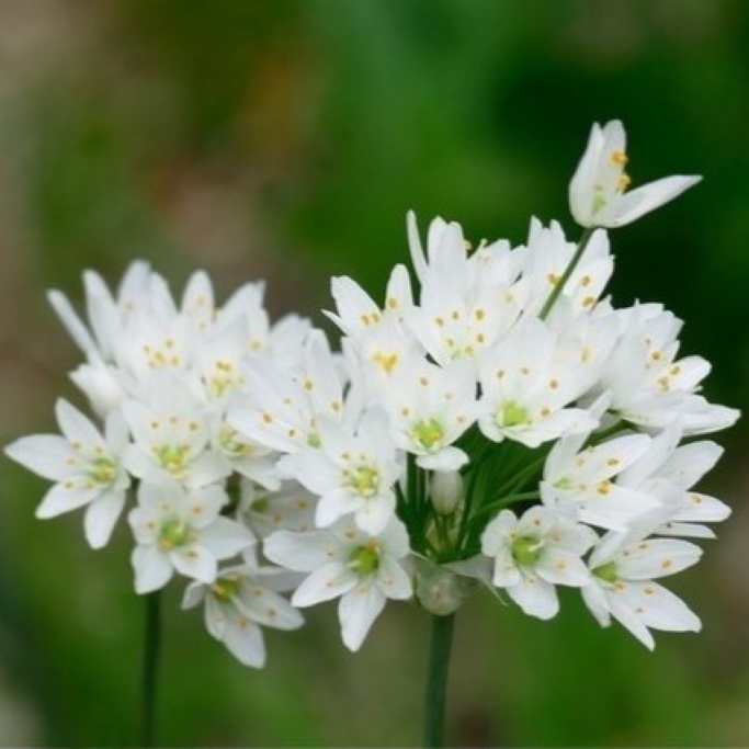 Allium Cowanii - Naples Garlic - ORG