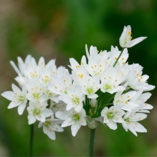 [A9036-10] Allium Cowanii - ORG (10 bulbs)