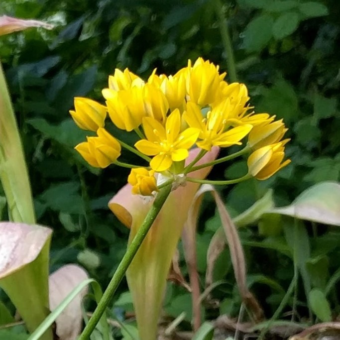 Allium Jeannine - Zierlauch - BIO