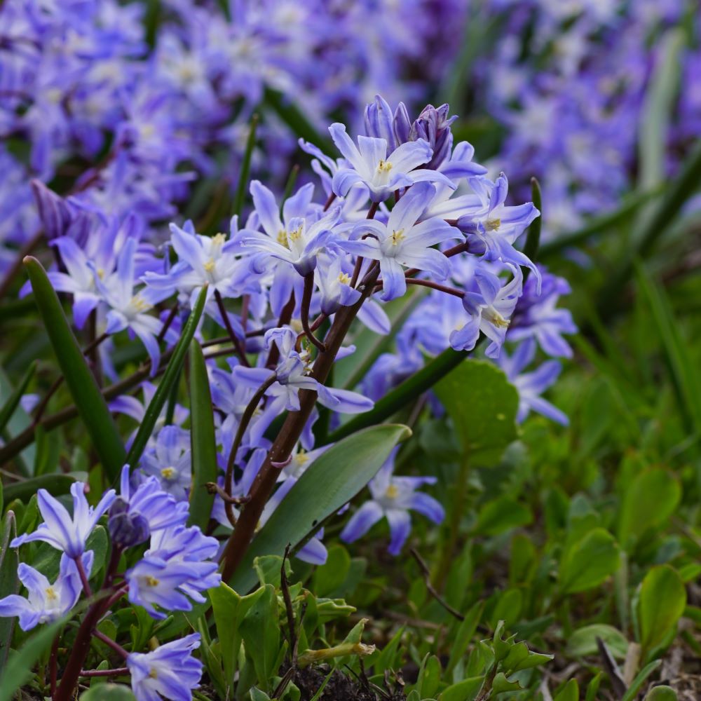 Chionodoxa Blue Giant - ORG