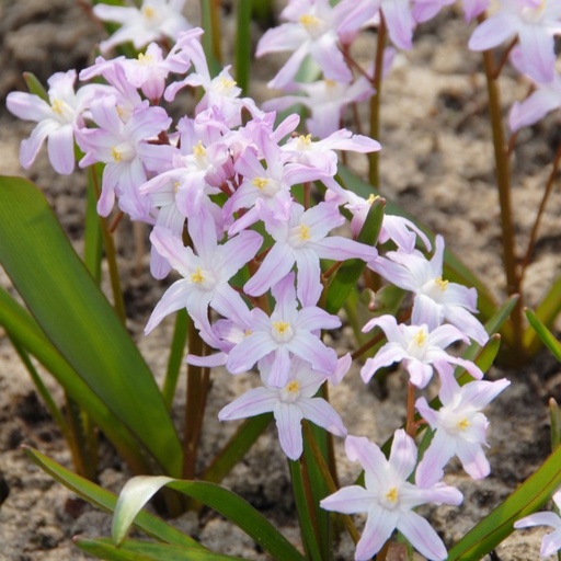 [A9020-50] Chionodoxa Pink Giant - BIO (50 bulbs Value Pack)