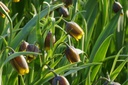 Fritillaria Uva-Vulpis - BIO