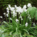 Spaanse Boshyacint - Hyacinthoïdes Hisp. Wit - BIO