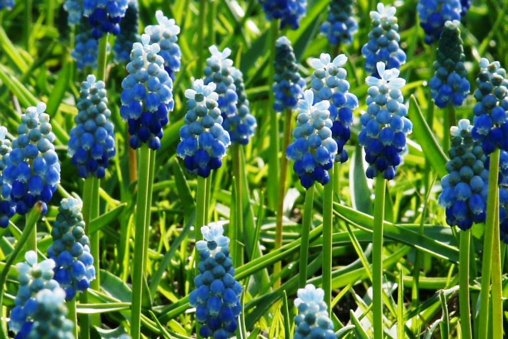 Muscari Lady Blue - ORG