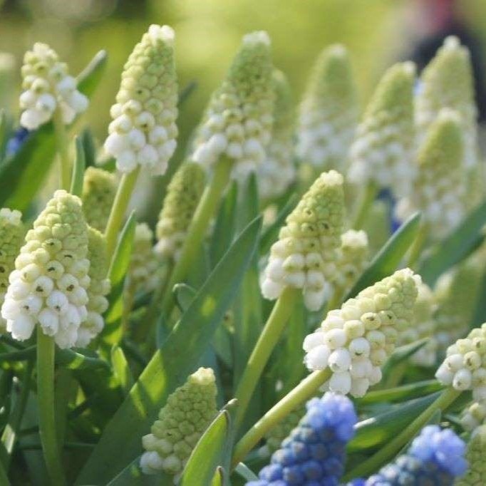 Grape Hyacinth - Muscari White Magic - ORG