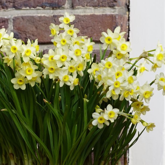 Daffodil - Narcissus Minnow - ORG