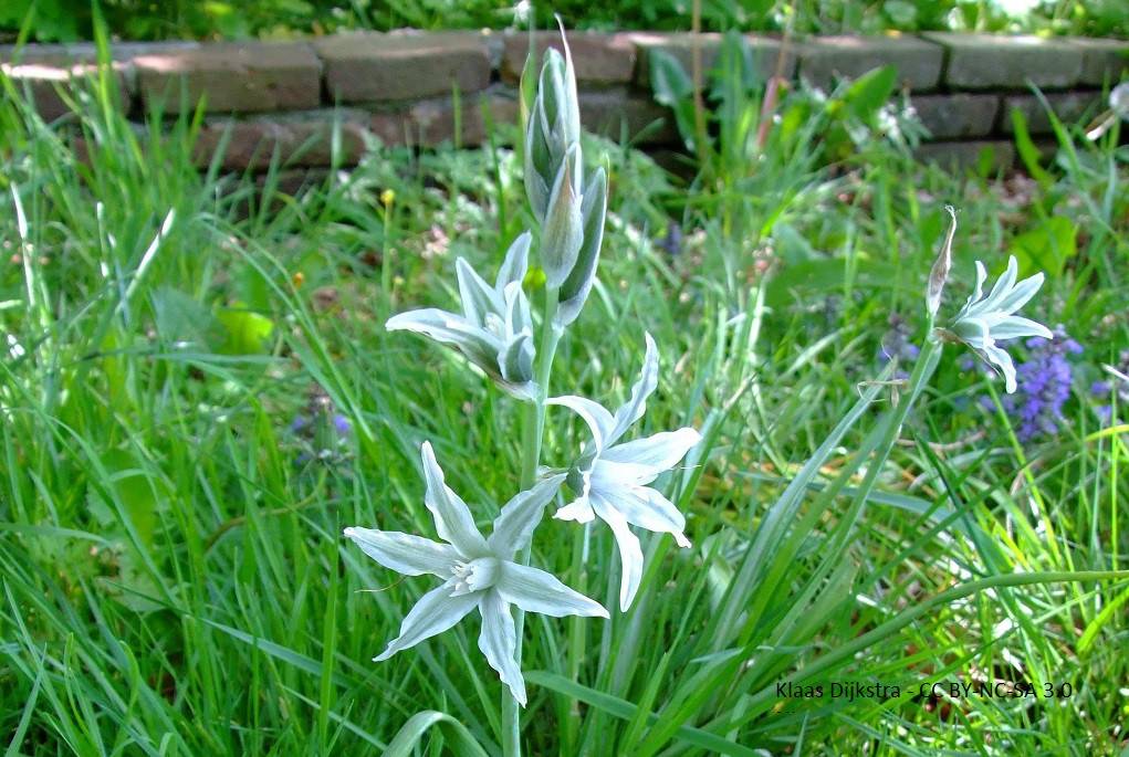 Ornithogalum Nutans - ORG