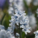 Porslinshyacint - Puschkinia Libanotica - BIO