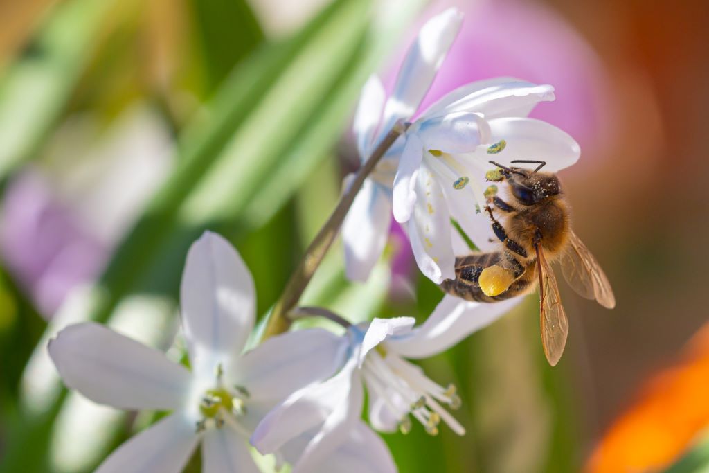 Scilla Mischtschenkoana - BIO