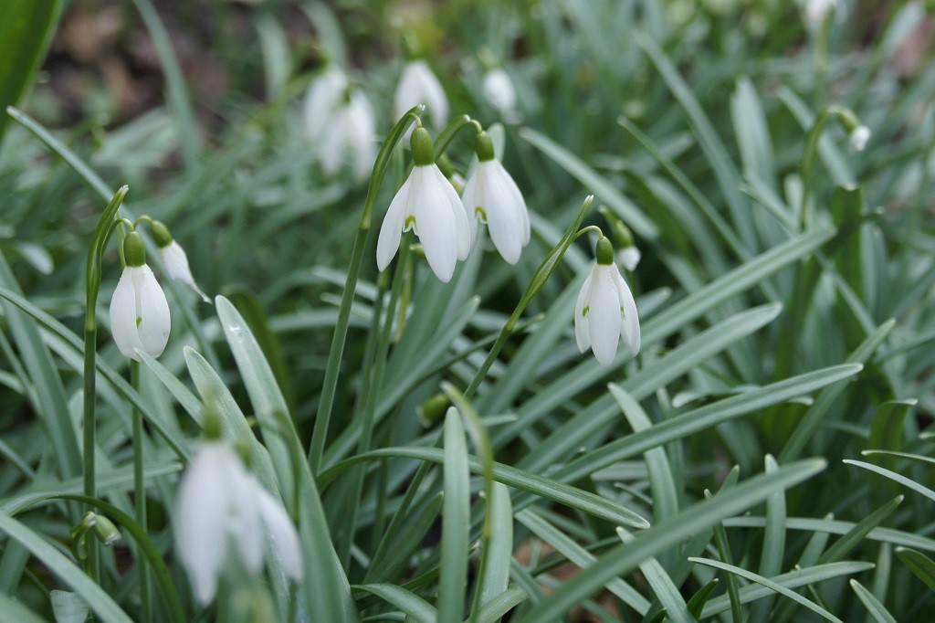 Perce-neige (Galanthus Elwesii) - BIO