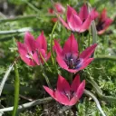 Tulipa Little Beauty - BIO