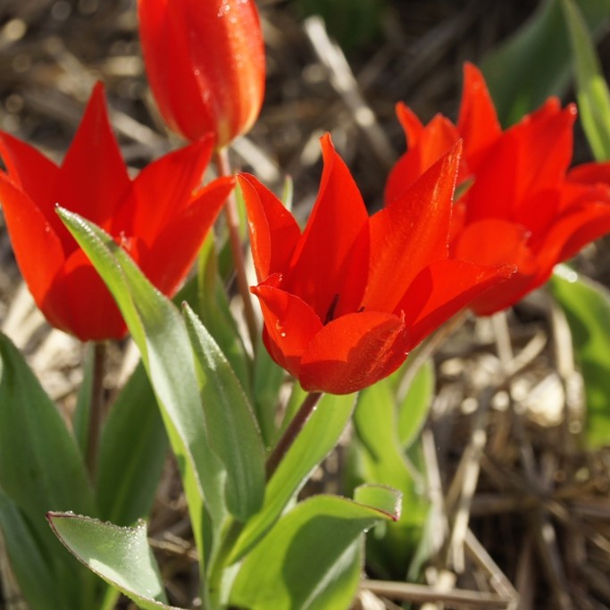 Tulipa Praestans Zwanenburg - BIO