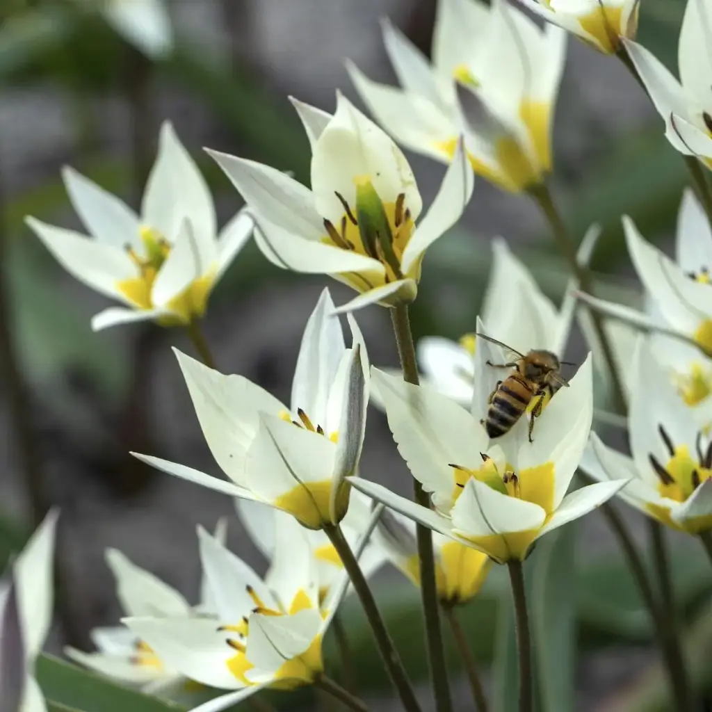 Tulipa Turkestanica - ORG