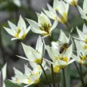 Tulipa Turkestanica - ORG