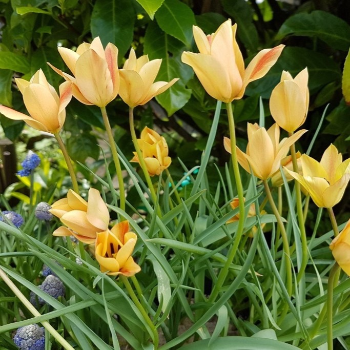 Tulipa Batalinii Bronze Charm - BIO