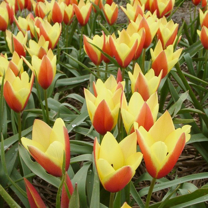 Tulipa Clusiana Taco - BIO