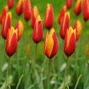 Tulipa Clusiana var. Chrysantha - BIO