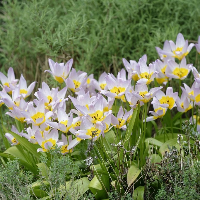 Tulipa Saxatilis - BIO