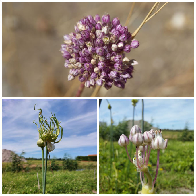 Allium Ping Pong - Sierui - BIO