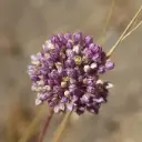 Allium Ping Pong - BIO
