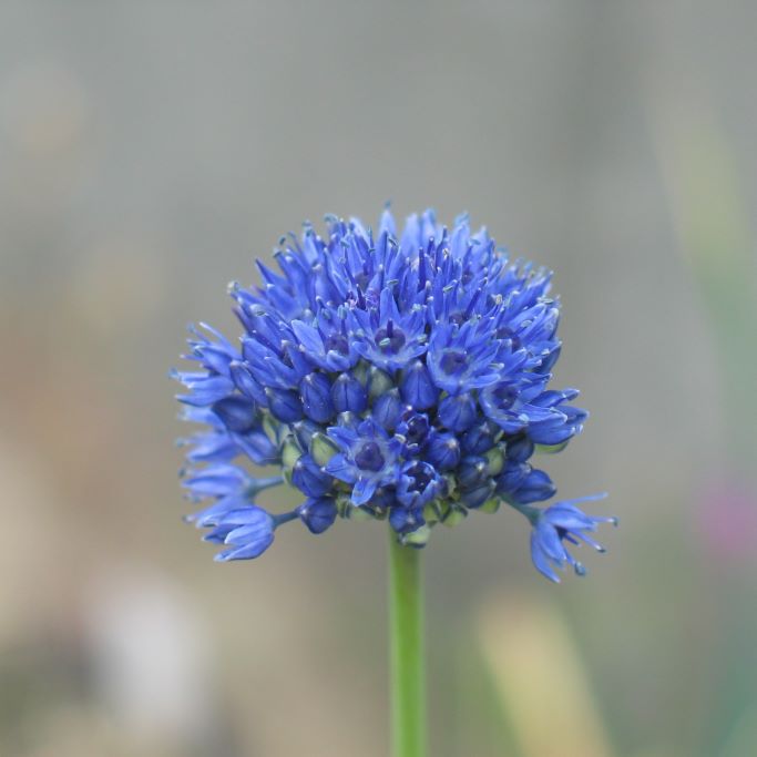 Allium Azureum - ORG