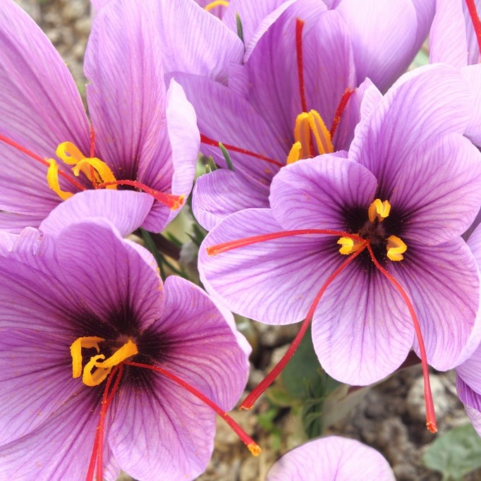 Crocus Sativus - Autumn Crocus - ORG