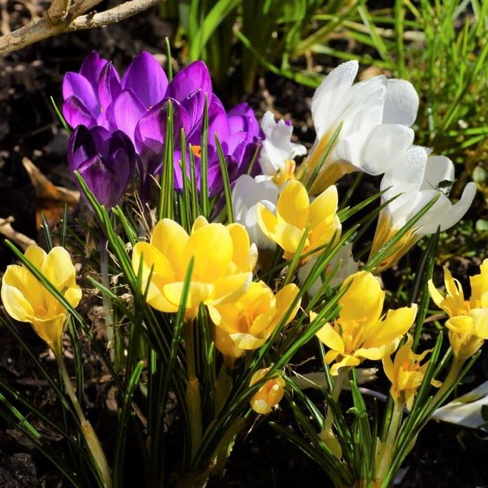 Lantkrokus blandning - BIO