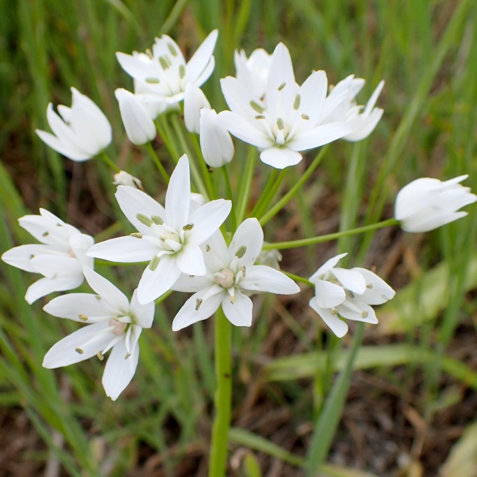 Allium Neapolitanum - Zierlauch - BIO