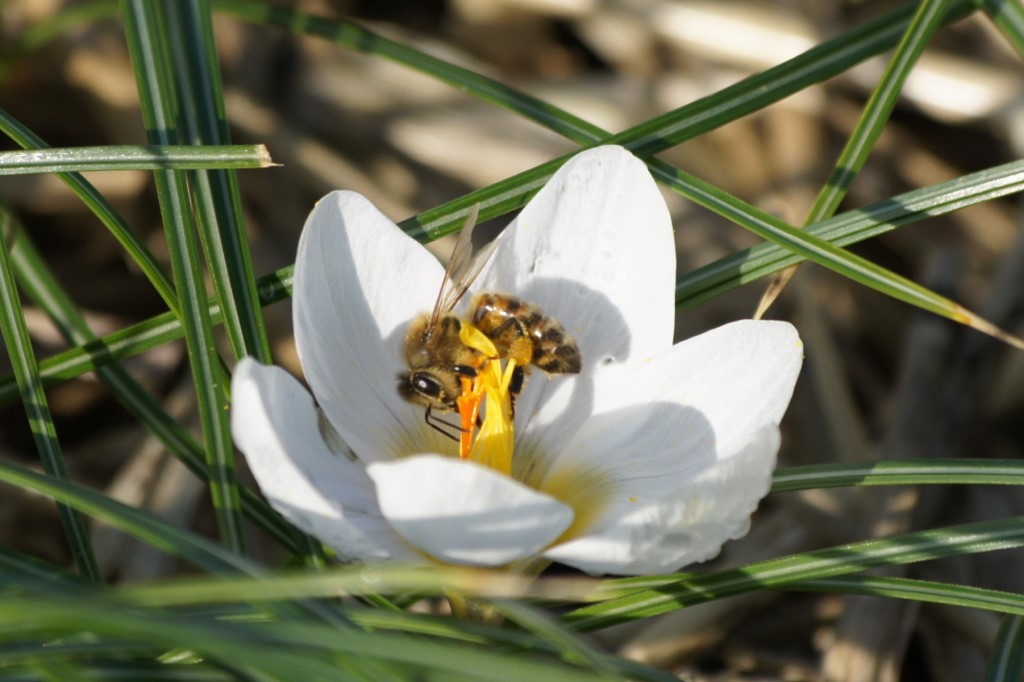 Crocus Ard Schenk - BIO