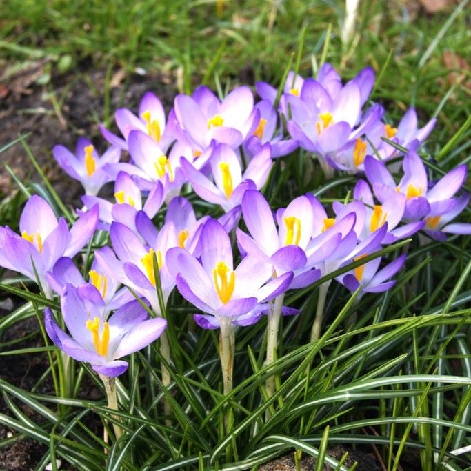 Crocus Barrs Purple - ORG