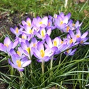 Crocus tommasinianus Barrs Purple - ORG