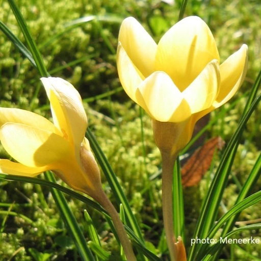 [A2106-15] Crocus Romance - ORG (15 bulbs)