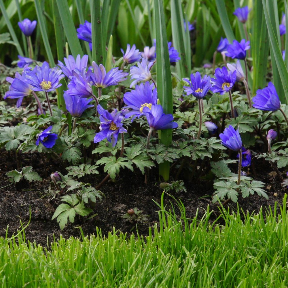Anemone Blanda - Balkan Windröschen -- BIO
