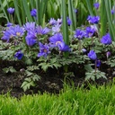 Anemone Blanda - Anémone de Grèce - BIO