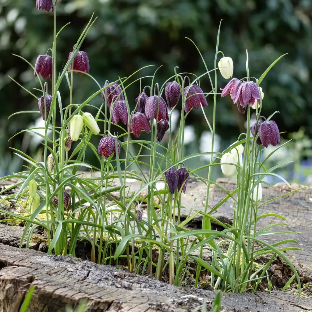 Vibeæg - Fritillaria Meleagris - BIO