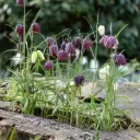 Fritillaria Meleagris - Chess Flower - ORG