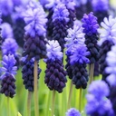 Pärlhyacint - Muscari Latifolium - BIO 