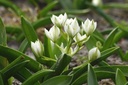 Ornithogalum Balansae - BIO 