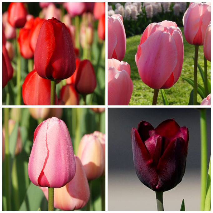 Tulipa Mix VELT - BIO