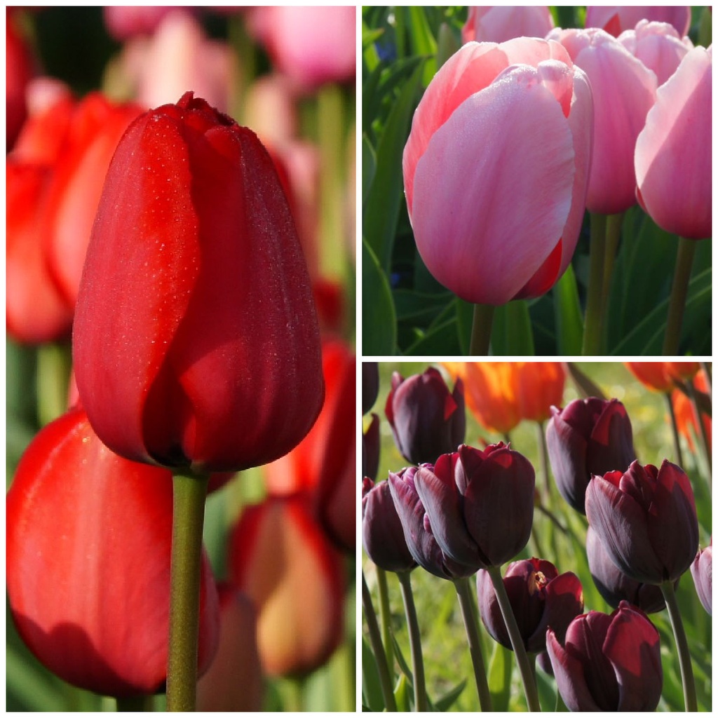 Tulipa Mix VELT - BIO