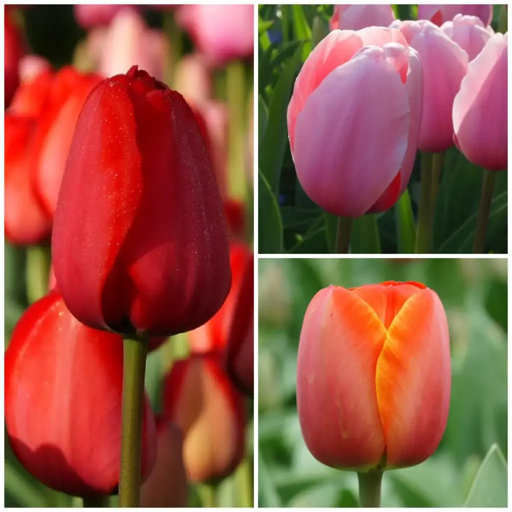 Tulipa Mix VELT - ORG