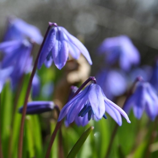 [A9012-15] Scilla Siberica - ORG (15 bulbs)