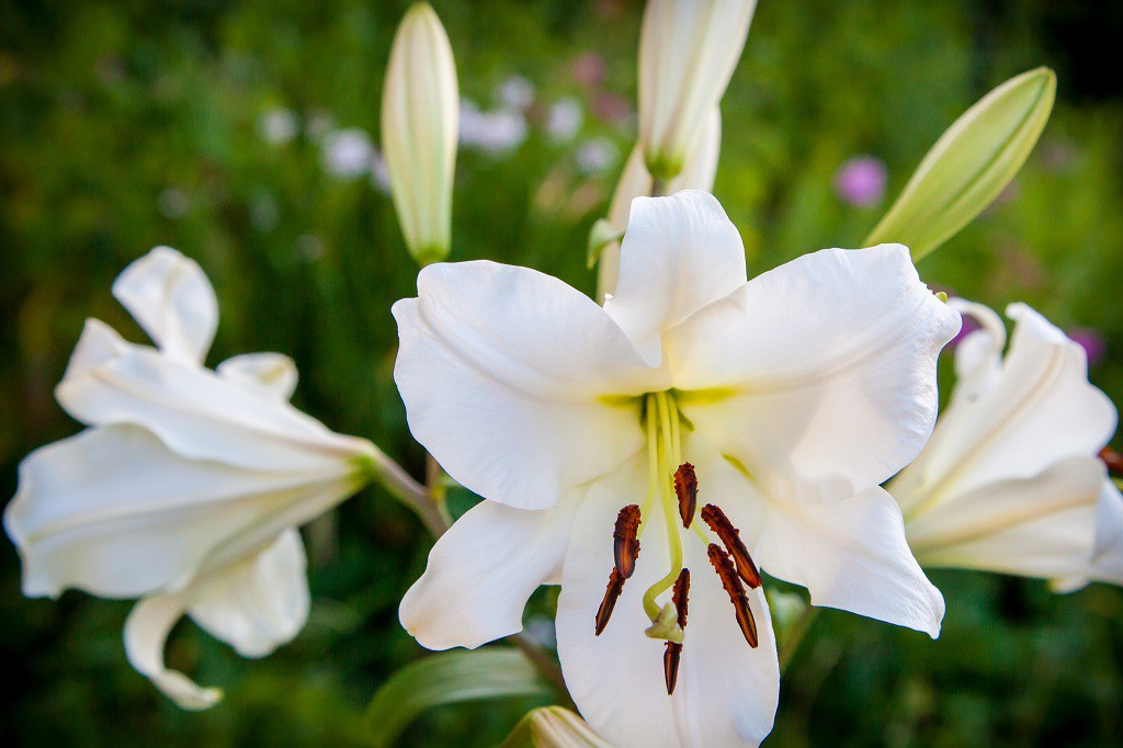 Lilium OT Zambesi - ORG