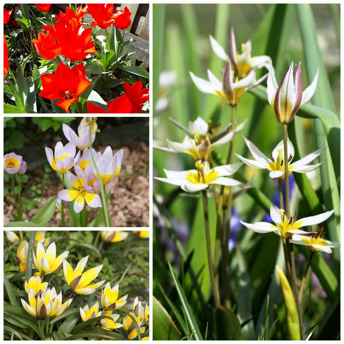 Dwarf Tulips for Naturalising A - ORG