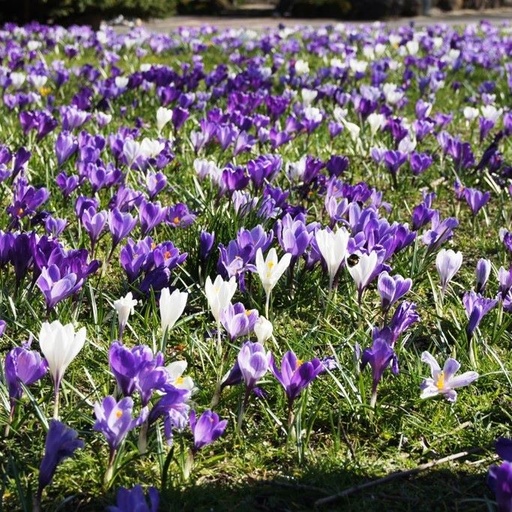 [A2006-20] Crocus Mix Purple-White - ORG (20 bulbs)