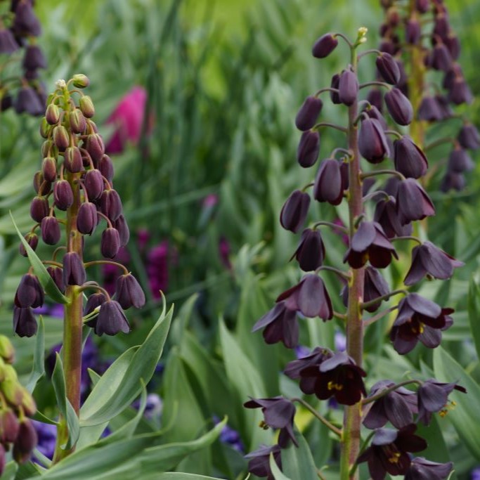 Fritillaria Persica - ORG 